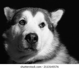 Dramatic Dog Isolated Black Portrait