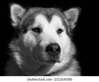 Dramatic Dog Isolated Black Portrait