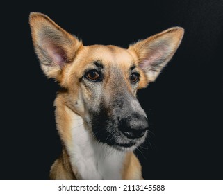 Dramatic Dog Isolated Black Portrait