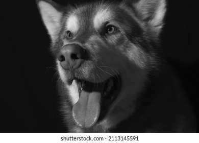 Dramatic Dog Isolated Black Portrait