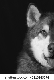 Dramatic Dog Isolated Black Portrait