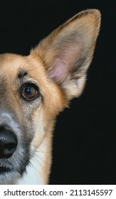 Dramatic Dog Isolated Black Portrait