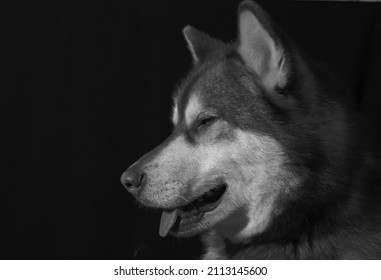 Dramatic Dog Isolated Black Portrait