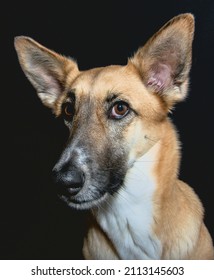 Dramatic Dog Isolated Black Portrait