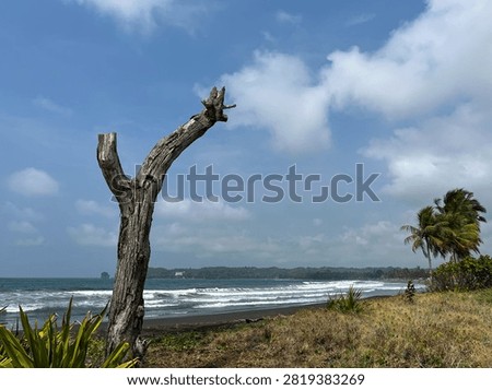 A dramatic dry dead wood tree trunk on a tropical black sand beach with sea waves and coconut trees background.