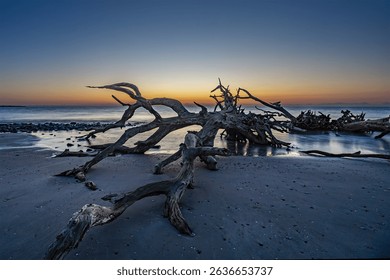 Dramatic dusk sunset at Driftwood Beach, on Jekyll Island, on the Atlantic coast of Georgia, USA