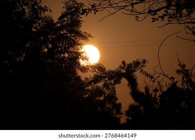 Dramatic evening scene showing a full moon partially obscured by silhouetted tree branches, creating a mystical atmosphere ideal for nature, travel, or spiritual themes in marketing and design.