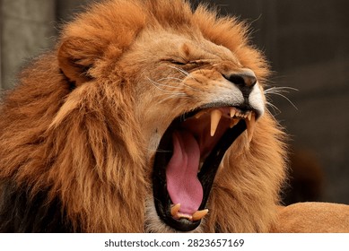 A dramatic, extreme close-up capturing a lion's powerful roar, with jaws stretched wide to reveal sharp canine teeth, a curled pink tongue, and thick whiskers. The intense detail of the fur and open mouth conveys raw power and intensity. Ideal for concepts related to wildlife, strength, ferocity, big cats, and dramatic animal behavior.