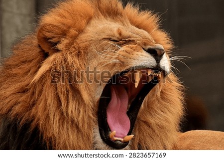 A dramatic, extreme close-up capturing a lion's powerful roar, with jaws stretched wide to reveal sharp canine teeth, a curled pink tongue, and thick whiskers. The intense detail of the fur and open mouth conveys raw power and intensity. Ideal for concepts related to wildlife, strength, ferocity, big cats, and dramatic animal behavior.