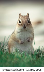 Dramatic Eye Level Close Up Of A Cute Chipmunk Making A Pose