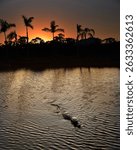 Dramatic Florida sunset over calm water with a silhouetted alligator gliding through the ripples, framed by palm trees and golden reflections evoking the wild and mysterious beauty of the Everglades.