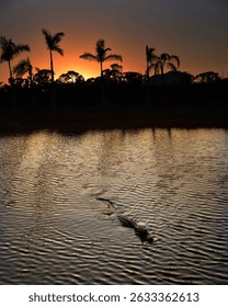 Dramatic Florida sunset over calm water with a silhouetted alligator gliding through the ripples, framed by palm trees and golden reflections evoking the wild and mysterious beauty of the Everglades.