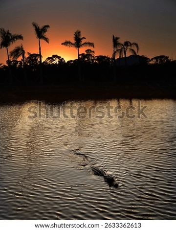 Dramatic Florida sunset over calm water with a silhouetted alligator gliding through the ripples, framed by palm trees and golden reflections evoking the wild and mysterious beauty of the Everglades.