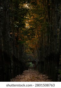 A dramatic forest pathway framed by tall trees, with warm golden light filtering through the canopy. Fallen leaves blanket the ground, creating a serene and atmospheric woodland scene.