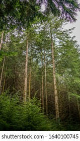 dramatic forest with tall trees