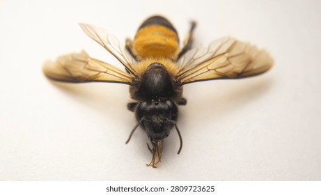 A dramatic frontal close-up of Apis dorsata highlighting the bee's formidable facial features against a dark natural background. The large compound eyes appear almost black with subtle golden sheen, each eye composed of thousands of tiny hexagonal lenses. Three small ocelli gleam like polished gemstones in a perfect triangular arrangement at the top of the head. Dense short golden hairs cover the area between the eyes and extend down toward the clypeus. The strong mandibles show a dark reddish-brown color with visible tooth-like projections along their inner margins. The labrum sits between the mandibles as a distinct dark plate. The bee's antennae rise upward in a gentle curve, showing twelve distinct segments with the terminal segment appearing blunt at the tip. Soft side lighting creates subtle shadows that reveal the textured sculpturing of the exoskeleton surface