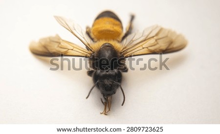 A dramatic frontal close-up of Apis dorsata highlighting the bee's formidable facial features against a dark natural background. The large compound eyes appear almost black with subtle golden sheen, each eye composed of thousands of tiny hexagonal lenses. Three small ocelli gleam like polished gemstones in a perfect triangular arrangement at the top of the head. Dense short golden hairs cover the area between the eyes and extend down toward the clypeus. The strong mandibles show a dark reddish-brown color with visible tooth-like projections along their inner margins. The labrum sits between the mandibles as a distinct dark plate. The bee's antennae rise upward in a gentle curve, showing twelve distinct segments with the terminal segment appearing blunt at the tip. Soft side lighting creates subtle shadows that reveal the textured sculpturing of the exoskeleton surface