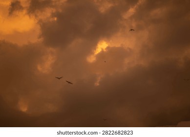 Dramatic golden sunset clouds with flying birds in the sky