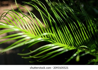 Dramatic Green Tropical Sago Palm Frond Close Up 