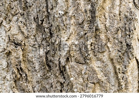 Dramatic Hackberry Bark Texture with Deep Natural Relief