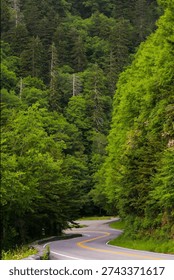 A dramatic high-angle view of a serpentine asphalt road with double yellow lines winding through a dense, vibrant green forest. The lush canopy of trees creates a deep valley of foliage around the curving path.