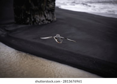 A dramatic image of an Atlantic puffin in flight near Dyrhólaey, Iceland. Seen from behind with its wings fully extended, the bird moves through the dark, rainy atmosphere above the black volcanic sand, with rugged coastal cliffs and the ocean in the background. The subdued light and moody tones create a powerful portrait of Iceland’s wild South Coast.
