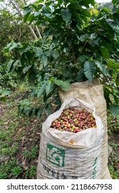 Dramatic Image Of A Coffee Bag Full Of Raw Beans On A Farm High In The Caribbean Mountains Of The Dominican Republic.