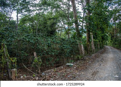 Dramatic Image Of A Coffee Farm Off A Dirt Country Road In The Caribbean Mountains.