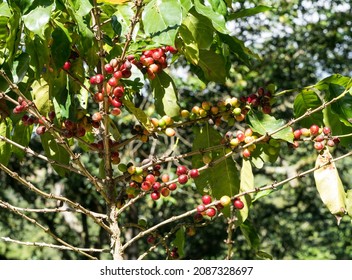 Dramatic Image Of Party Harvested Coffee Berries On The Branch, On A Coffee Farm High In The Caribbean Mountains Of The Dominican Republic.