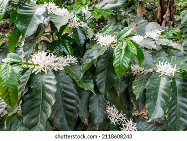 Dramatic Image Of White Blooming Flowers On A Coffee Plant On A Farm In The Caribbean Mountains Of The Dominican Republic.