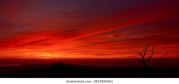 Dramatic intense red and orange sunset sky over mountains and sea. Lone dead tree silhouette on hill at dusk.