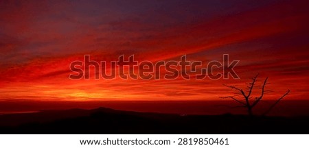 Dramatic intense red and orange sunset sky over mountains and sea. Lone dead tree silhouette on hill at dusk.