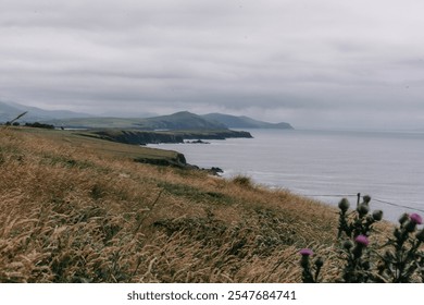 A dramatic Irish coastline with golden grass swaying in the foreground, rugged cliffs, and the misty sea stretching into the horizon under an overcast sky, capturing the wild beauty of Ireland's Atlan - Powered by Shutterstock