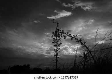Dramatic landscape in black and white with clouds and vegetation