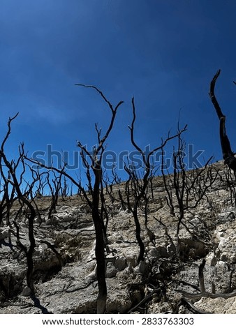 A dramatic landscape of charred trees standing on a rocky mountain slope beneath a clear blue sky