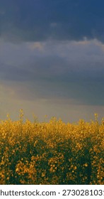 Dramatic landscape featuring a vast field of yellow wildflowers under a dark, overcast, and heavy cloudy evening sky, creating a moody yet beautiful atmosphere.