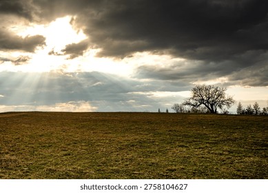 Dramatic landscape with lone tree under dark clouds and powerful sun rays breaking through, creating divine light, heavenly atmosphere and spiritual mood over open meadow.