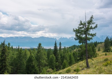 Dramatic landscape with old coniferous tree on hill with view to forest and high snowy mountain range under rainy cloudy sky. Atmospheric view to conifer forest and large snow mountains in overcast.