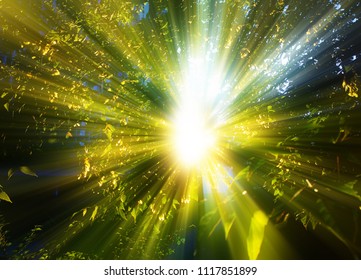Dramatic Light Leak Through Park Trees Stock Photo 1117851899