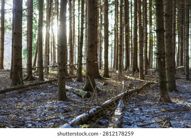 Dramatic light rays filter through the dense green canopy of a pine forest, creating an atmospheric, mystical woodland.
