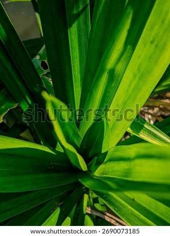 Dramatic lighting highlights the lush texture and deep green color of tropical foliage, with emphasis on the central growth of the plant and strong leaf lines.