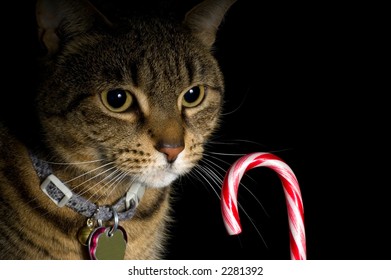 Dramatic lighting make an unusual and interesting holiday pet portrait. Tabby cat is intently focused on the candy cane. - Powered by Shutterstock