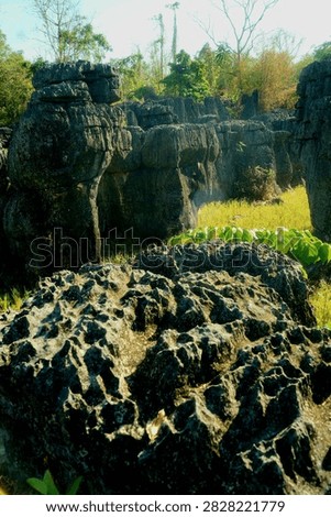 Dramatic limestone karst rock formations with rugged weathered textures surrounded by tropical vegetation under warm natural sunlight. A distinctive geological landscape suitable for geotourism, nature, geology, and environmental conservation concepts.