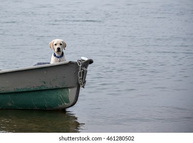 A dramatic looking little labrador sitting in the boat on the river - Powered by Shutterstock