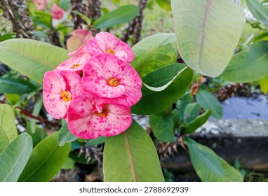 Dramatic low angle close up of two pink and white variegated Crown of Thorns flowers, Euphorbia milii, with bright yellow centers. The blooms are sharply focused against a backdrop of thick thorny stems, glossy green leaves, and clear blue sky. Sunlight creates subtle backlighting on the foliage. Perfect for botanical, resilience, protection, danger, and tropical garden concepts.
