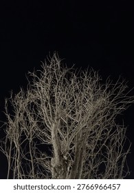 Dramatic low angle of a leafless dead tree against a solid pitch-black night sky. High contrast nature photography highlighting the intricate network of bare branches.