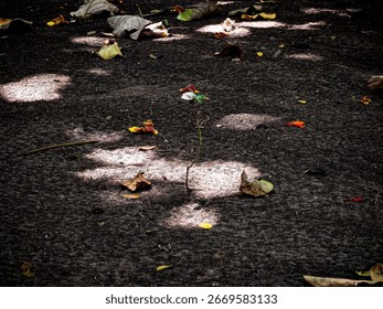 Dramatic Low Angle of Lonely Sprout with Fallen Leaves and Shadow