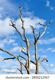 Dramatic low angle shot of gnarled leafless dead tree branches reaching towards a bright blue sky with white clouds