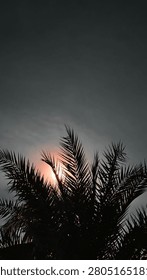 Dramatic low angle view of sun shining through dark palm tree leaves under an overcast sky