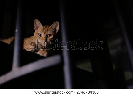 Dramatic low key portrait of a pet cat looking curiously from the darkness